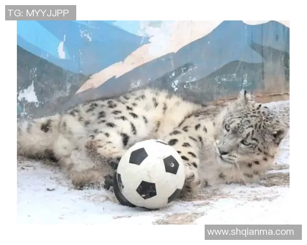 迷你足球狗的快乐时光与精彩瞬间分享